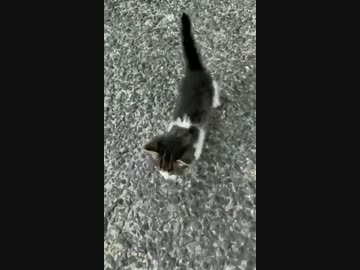 ホモと見る　猫を保護しようとしたおじさんの末路