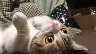 赤ちゃんみたいな渋子('ω')