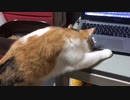 子猫動画を見ていたら渋子が子猫を探し出した