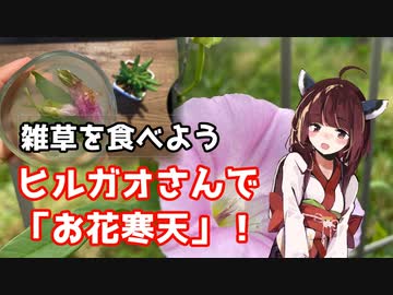 【思い切って野草を食べてみよう】#72 ヒルガオさんで「お花寒天」！