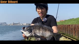 【シーバス釣り】夏日になった旧江戸川でシーバスを追う【ラパラ ボーマー へドン】【シーバス】