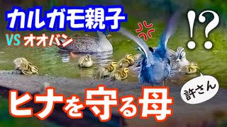 0523C③【カルガモVSオオバン】カラスの捕食、ムクドリ子育て