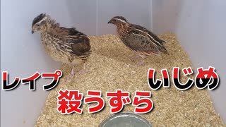 【ぴ】うずら飼育の現実・・・血だらけのゲージ　悲惨なうずらの現状