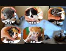 最初は怒ったものの母猫が子猫の叫びに慣れました【風邪薬六日目】