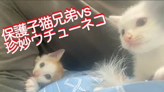 珍妙ウチューネコ、子猫愚連隊に囲まれる