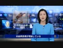 【ワクチン信者 発狂動画】 ワクチン接種後の白血病患者が増加 【本編】