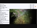 七原くん「深夜の外来種散策【ウチハサボン】」　②（2022/6/11）