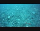 水中映像 #1 室蘭沖の海底映像