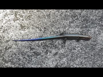ちょっとだけニホントカゲを眺める