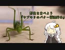 【VOICEROIDキッチン】野生を食べよう!!《ヤブキリ編》