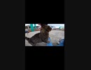 野良猫におしっこをぶっかけられた#Shorts 【野良猫】【感動猫】