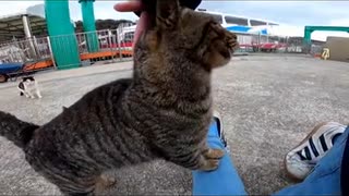 野良猫におしっこをぶっかけられた#Shorts 【野良猫】【感動猫】