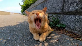 日陰で休む野良猫に近づくと猫は起き上がって擦り寄ってきた