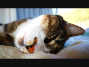 昼寝を邪魔されるトラ猫