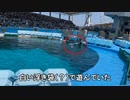 浮き袋で戯れるイルカ　名古屋水族館