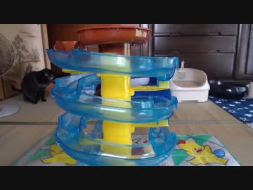 流しソーメンを食っていたら、あずきが大変な事に・・・