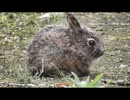 母親を待つノウサギの仔