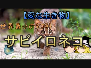 【ゆっくり解説】世界最小のネコ科　サビイロネコ
