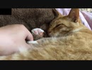 もっと触らせてくれよ猫よ