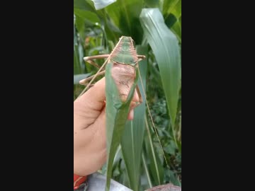 ホモと見るクソデカバッタ