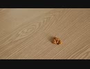 【驚愕】納豆つくってみた！　第二回