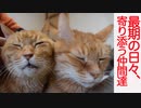 末期腎不全の元ボス猫、最期の日々に寄り添う仲間たち