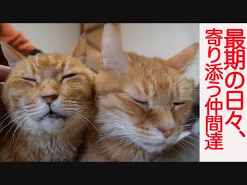 末期腎不全の元ボス猫、最期の日々に寄り添う仲間たち