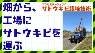 サトウキビを畑からに工場運搬