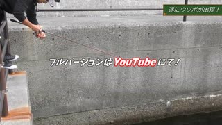 遂にウツボを釣り上げる！