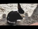 新・ウサギを眺める