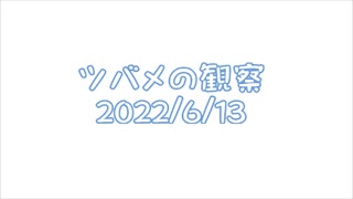 ツバメの観察2022No019