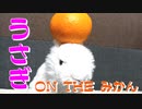 うさぎ on the みかん