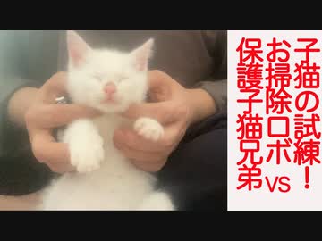 子猫の家猫修行！お掃除ロボvs保護子猫兄弟