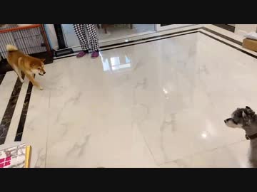 ミニチュアシュナウザーｖｓ柴犬（閲覧注意）