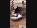 続野良猫の寝顔2
