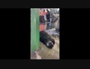 愛し合うカワウソ先輩.mp4
