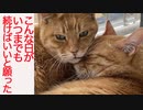 末期腎不全のボス猫、相棒猫との終末期の友情