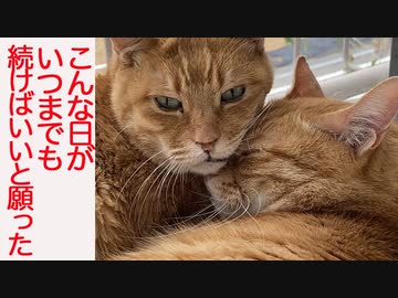 末期腎不全のボス猫、相棒猫との終末期の友情