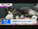 【ニュース】ネコにセクハラ容疑で飼い主逮捕【猫動画】