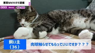 【ニュース】ネコにセクハラ容疑で飼い主逮捕【猫動画】