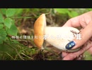 ポルチーニの出る場所や特徴【ヤマドリタケ、ヤマドリタケモドキ、ムラサキヤマドリタケ、アカヤマドリなど】