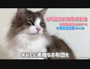 お布団ボロボロ職人の猫