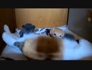 【ずっと見てられる母乳飲み】たまに母猫の様子を見に行く長男坊