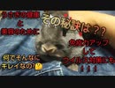 うさぎとスキンシップしながら健康増進する方法    ビタミンCサプリはうさぎの健康にどんな効果があった?
