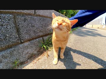 ホントに野良猫かよ?!っていうくらい懐きすぎな猫がカワイイ