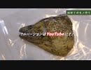 釣ったウツボで骨格標本つくってみた