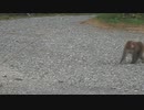 野生のサル襲来
