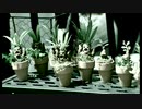 【NNIオリジナル】Mandrake Evolution