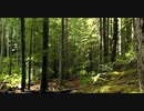 兼子修一short Forest