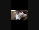 ペタンコ耳の野良猫がおっさんと心が通じた瞬間！？#Shorts 【野良猫】【感動猫】